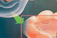 试管囊胚移植后喝了一口冷水后肚子疼了一下会怎么样？